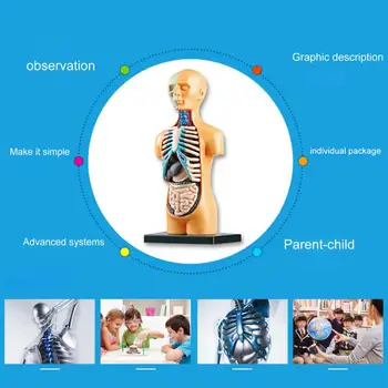 Анатомическая модель Интересная модель человеческого тела Без запаха, анатомический дисплей для детей дошкольного возраста, игрушка для развития мышления